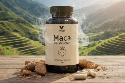 MACA